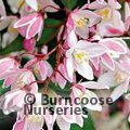 DEUTZIA x rosea 'Yuki Cherry Blossom' 