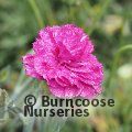DIANTHUS 'Devon Wizard'  