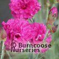 DIANTHUS 'Devon Wizard'  