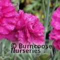 DIANTHUS 'Devon Wizard'  