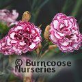 DIANTHUS 'Gran's Favourite'  