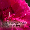 Small image of DIANTHUS