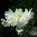 DIANTHUS 'Mrs Sinkins'  