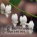 Small image of DICENTRA