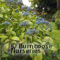Small image of X DIDRANGEA