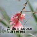 DIERAMA igneum  
