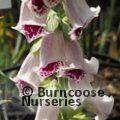 DIGITALIS purpurea 'Pam's Choice' 