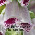 DIGITALIS purpurea 'Pam's Choice' 