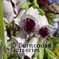 DIGITALIS purpurea 'Pam's Choice' 