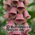 DIGITALIS x mertonensis  