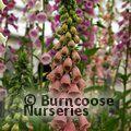 DIGITALIS x mertonensis  