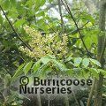 Small image of DIPTERONIA