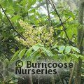 DIPTERONIA sinensis  