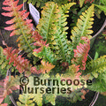 HARDY FERNS Doodia aspera 'Rough Ruby'