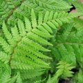 HARDY FERNS Dryopteris affinis 'Cristata the King'