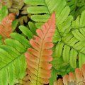 HARDY FERNS Dryopteris erythrosora 