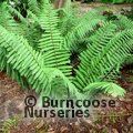 HARDY FERNS Dryopteris wallichiana 