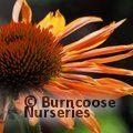 ECHINACEA 'Big Kahuna'  