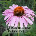 Small image of Purple coneflower
