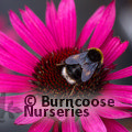 Any Echinacea purpurea