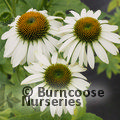 ECHINACEA purpurea 'White Swan' 