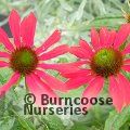 View image ECHINACEA 'Red Pearl'