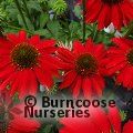 ECHINACEA 'Sombrero Salsa Red'  