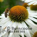 ECHINACEA 'White Meditation'  