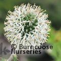 ECHINOPS sphaerocephalus 'Arctic Glow'  