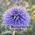 ECHINOPS bannaticus  