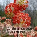 EDGEWORTHIA chrysantha 'Red Dragon' 