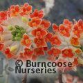 EDGEWORTHIA chrysantha 'Red Dragon' 