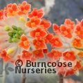 EDGEWORTHIA chrysantha 'Red Dragon' 