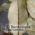 ELAEAGNUS pungens 'Maculata' 