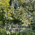 ELAEAGNUS pungens 'Maculata' 