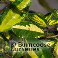 ELAEAGNUS pungens 'Maculata' 