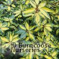 ELAEAGNUS x ebbingei 'Limelight' 