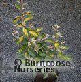 ELAEAGNUS x ebbingei 'Limelight' 