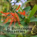 Small image of Chilean fire bush