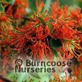EMBOTHRIUM coccineum  