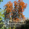 EMBOTHRIUM coccineum  
