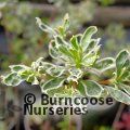 ENKIANTHUS campanulatus 'Tokyo Masquerade' 