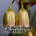 Small image of ENKIANTHUS