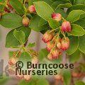 ENKIANTHUS campanulatus 'Pagoda' 