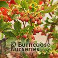 ENKIANTHUS campanulatus 'Pagoda' 