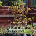 ENKIANTHUS campanulatus 'Pagoda' 