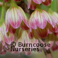 Small image of ENKIANTHUS