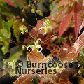 EPIMEDIUM 'Spine Tingler'  