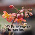 EPIMEDIUM x warleyense  
