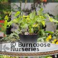 EPIMEDIUM x warleyense  